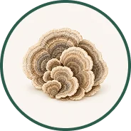 A detailed illustration of a cluster of turkey tail mushrooms, framed by a dark green circle.