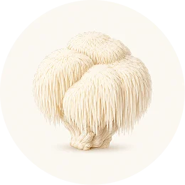 An illustration of a Lion's Mane mushroom with its characteristic white, shaggy spines, set against a circular off-white background.