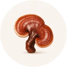 A detailed illustration of a reddish-brown, fan-shaped Reishi mushroom inside a circle on a white background.