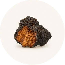 A chunk of chaga mushroom showing its dark, rough exterior and brownish-orange interior against a light background.