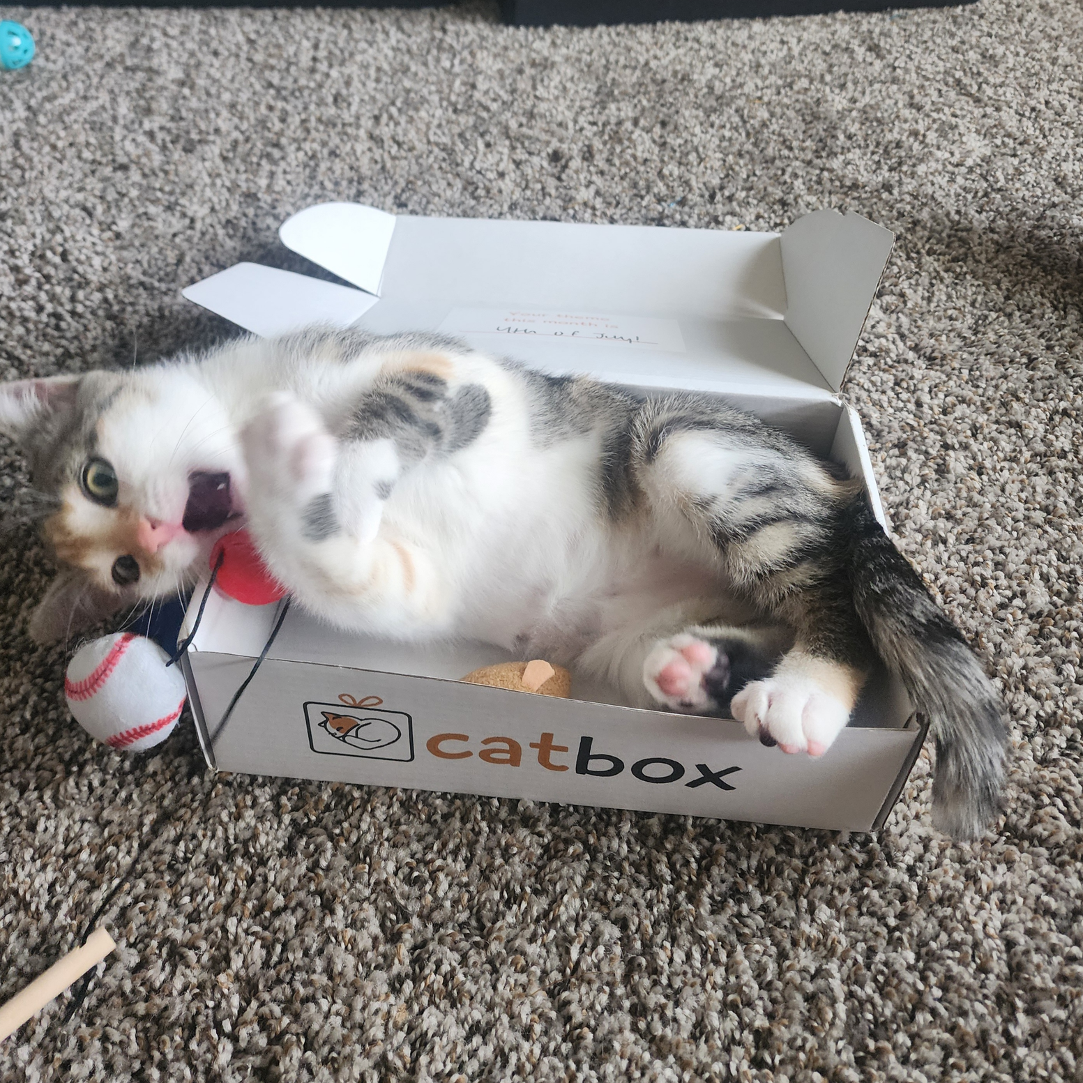 A playful calico kitten lies on its back in a cardboard Catbox with toys.