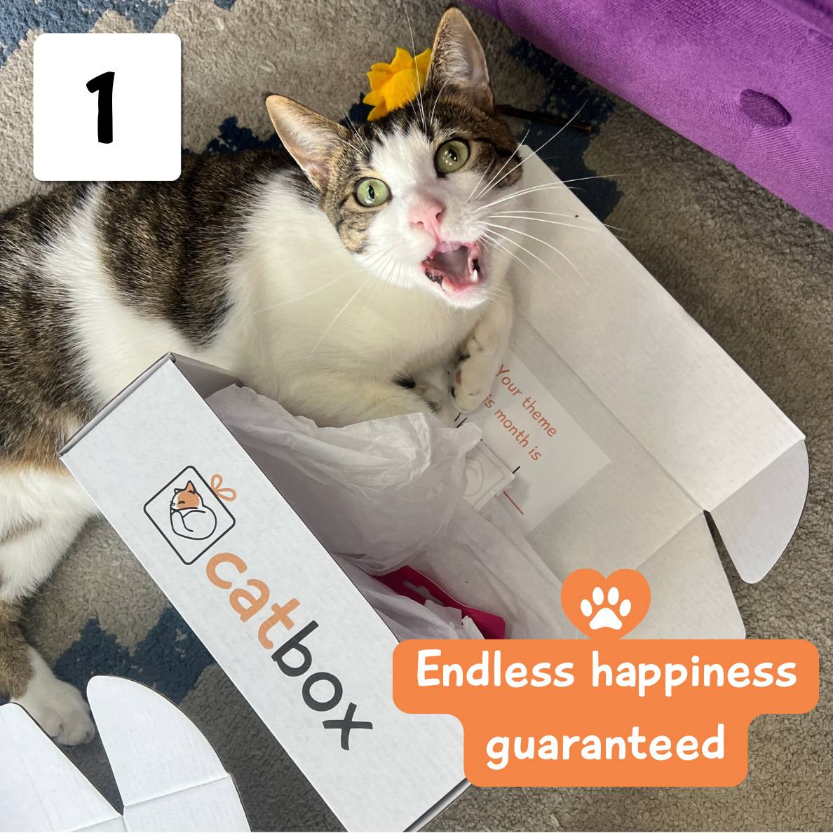 Cat lying in an open box labeled 'catbox' with a flower on its head.