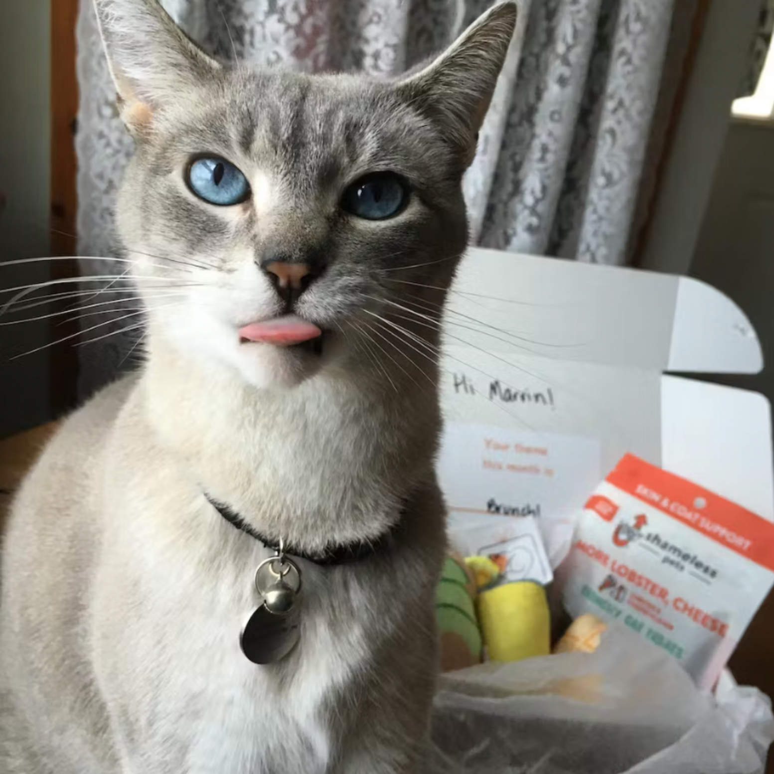 A grey cat with blue eyes sticks its tongue out while sitting by a box of treats.