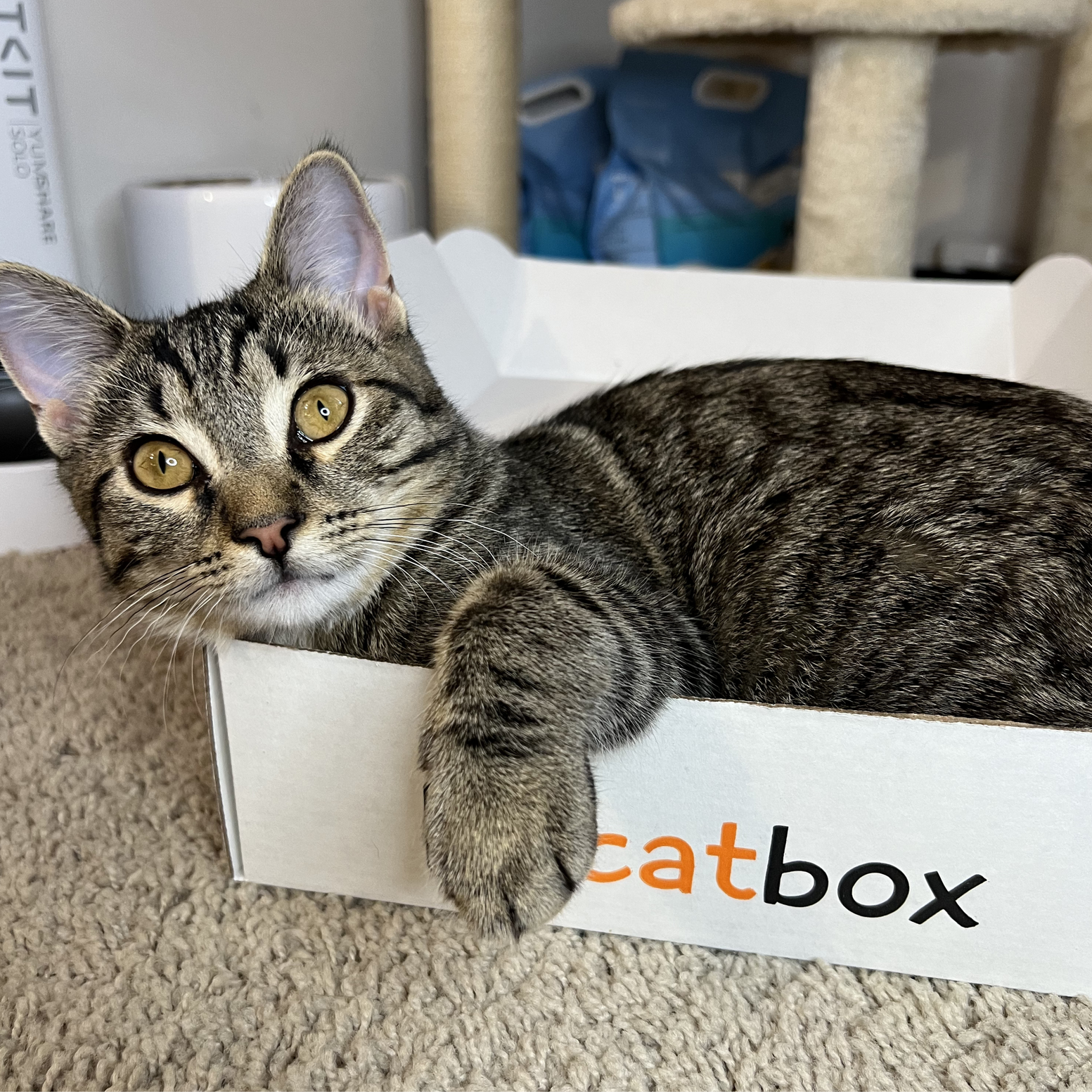 A brown tabby cat with yellow eyes relaxes in a white cardboard box with 'catbox' on it.