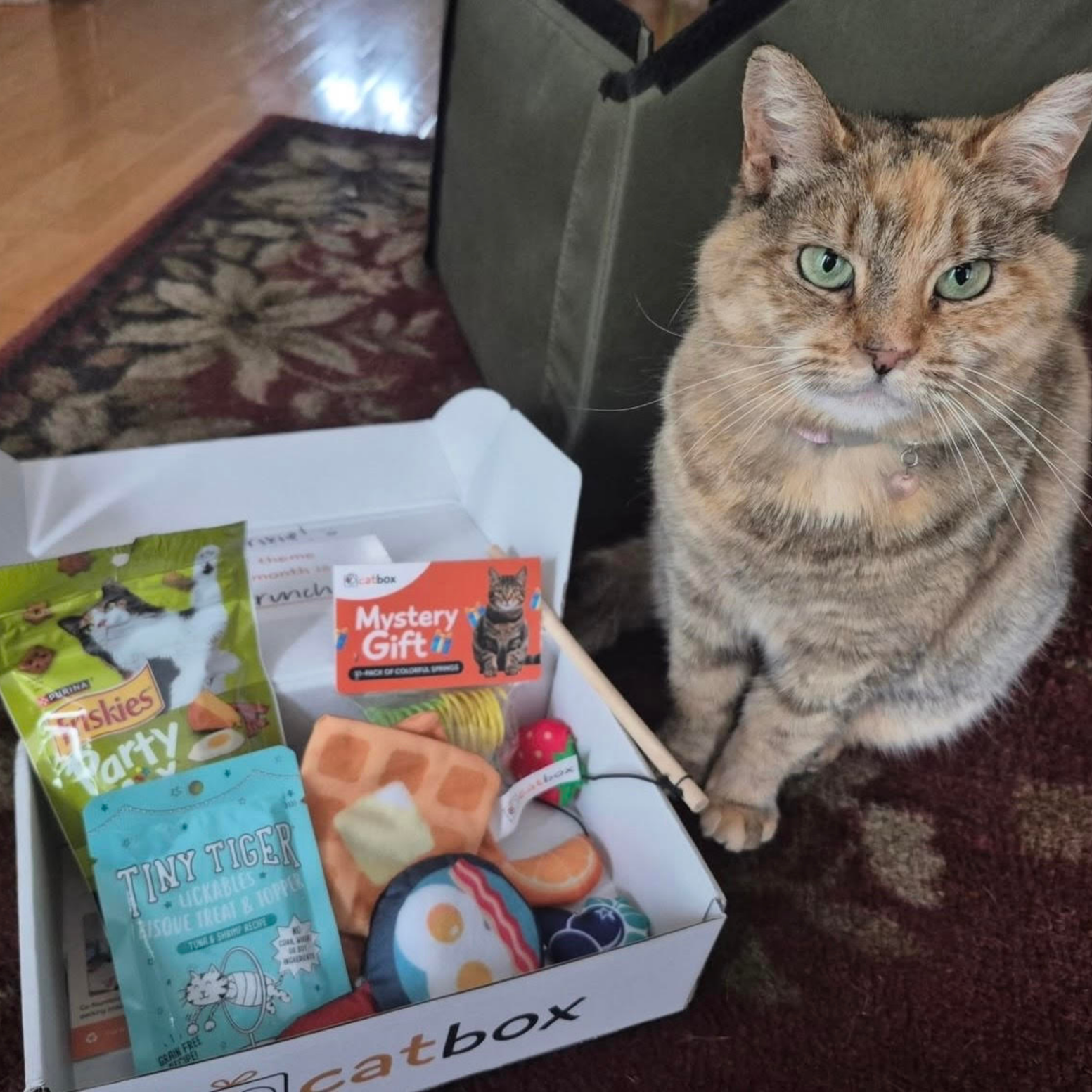 A tortoiseshell cat sits next to an open box full of cat toys and treats on a rug.