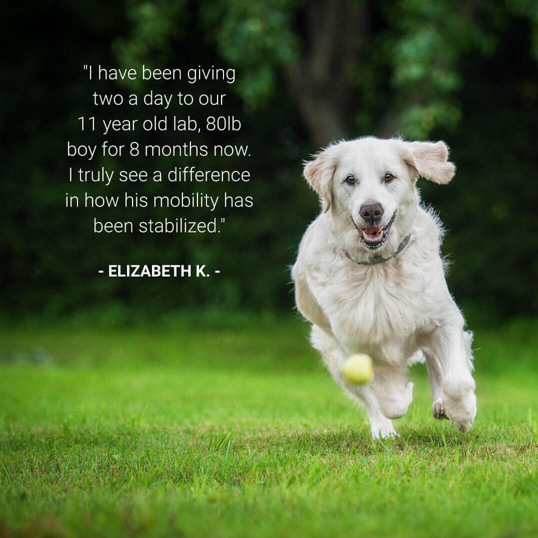 White dog running on grass with a ball, text testimonial on the left.