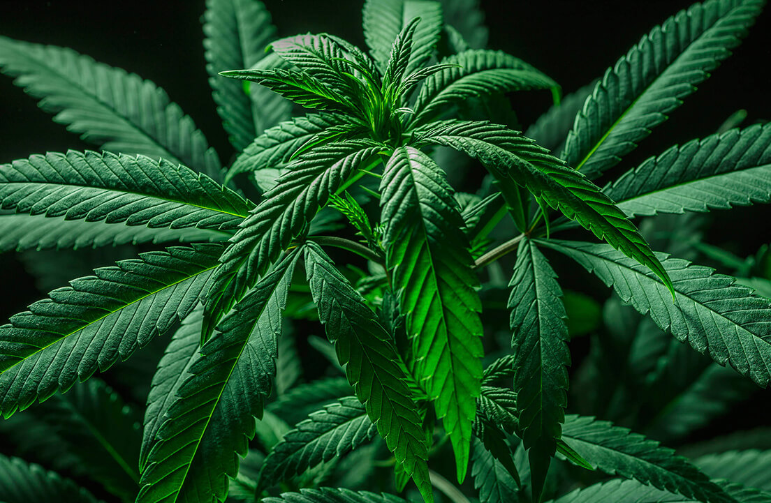 Close-up of green cannabis leaves on a dark background.