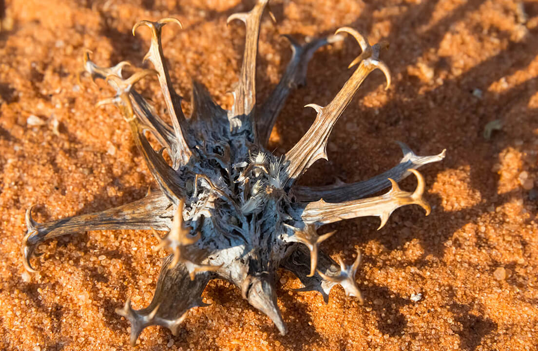 Dried plant with spiky branches on sandy ground.