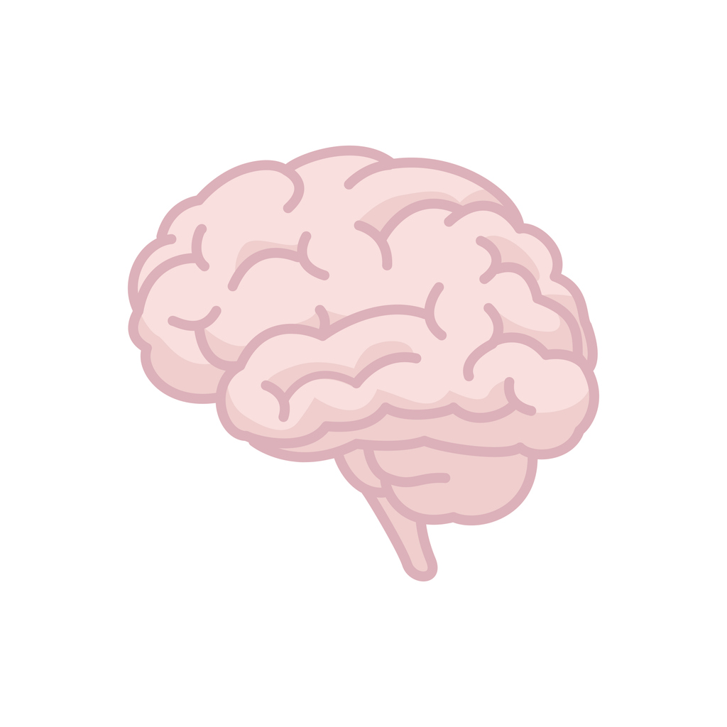 Illustration of a pink human brain on a white background.