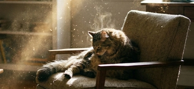 A long-haired cat sits in an armchair in a sunbeam, with dust motes floating in the air.