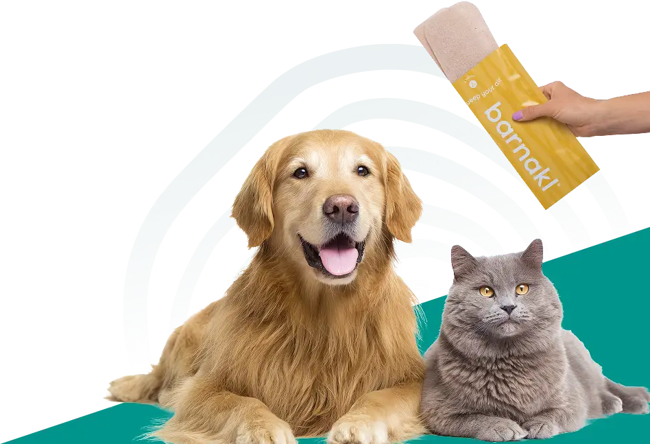 A golden retriever and a grey cat lying down next to a hand holding a Barnakl product.