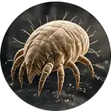A microscopic, close-up image of a common house dust mite.