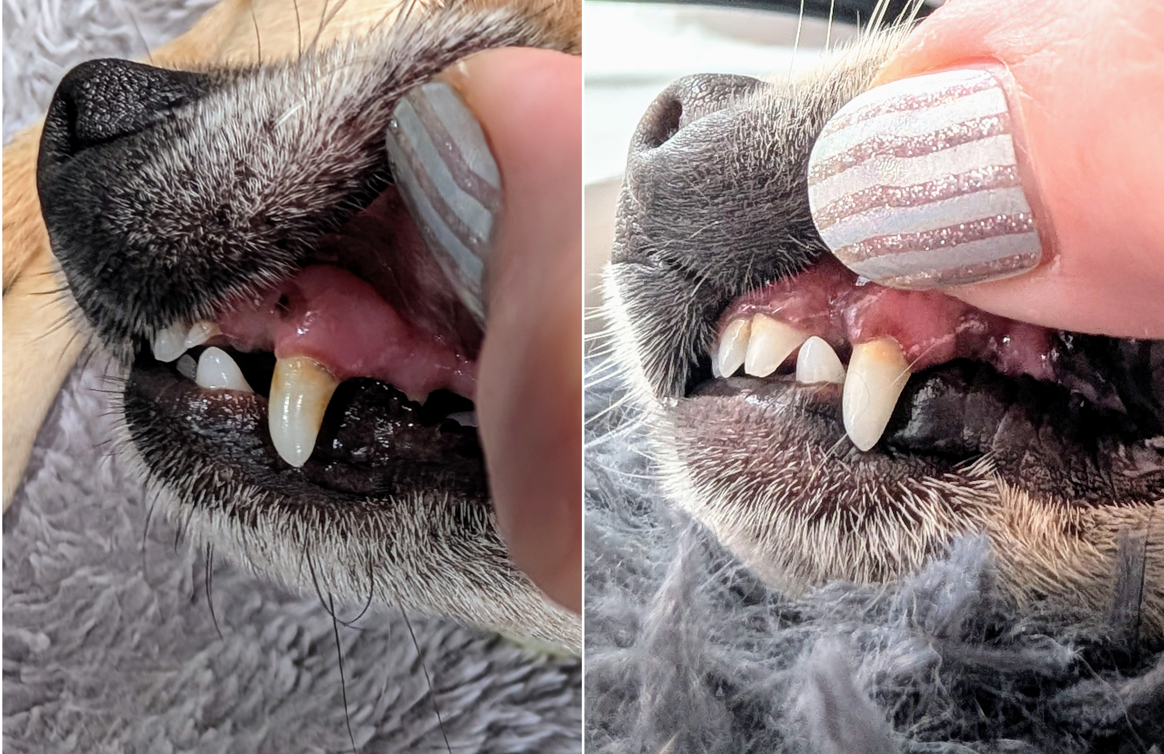 Close-up of a dog's teeth being examined by a person with striped nails.