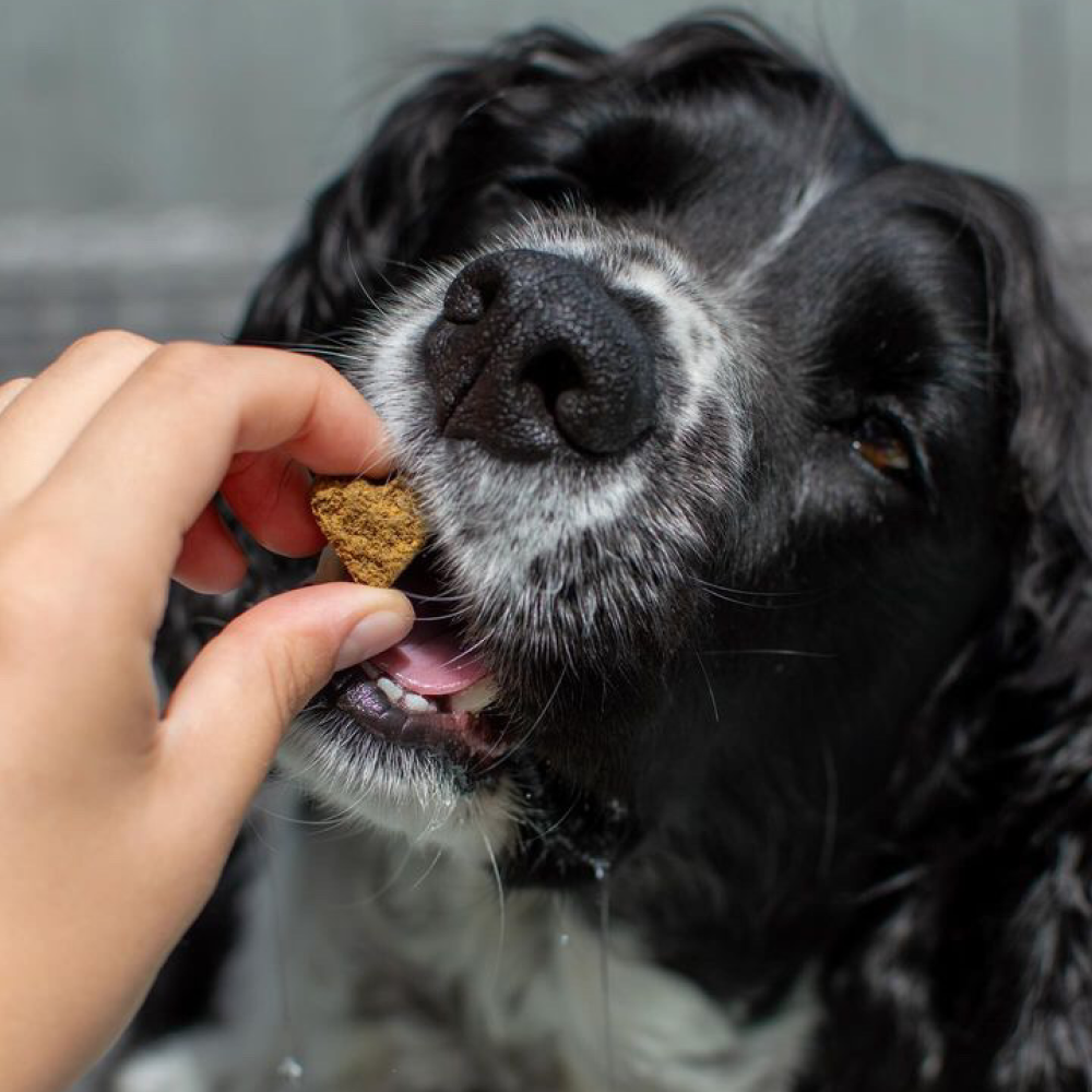A person's hand feeding a heart-shaped treat to a black and white dog.
