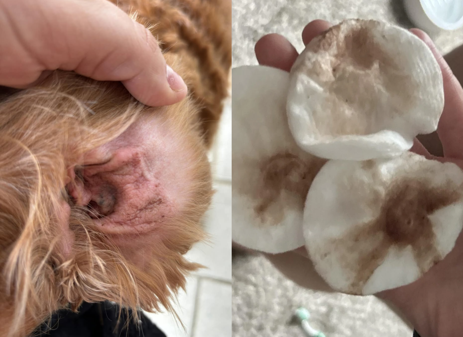 Two images showing a dog's ear and dirty cotton pads.