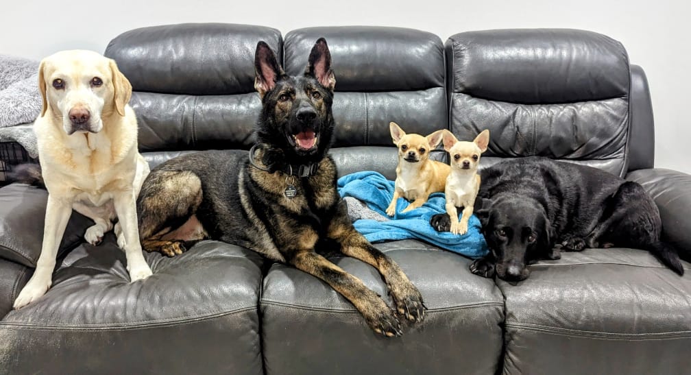 Five dogs sitting on a black leather couch.