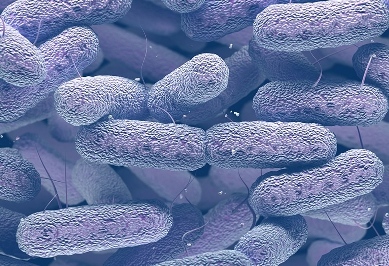 Close-up view of purple rod-shaped bacteria under a microscope.