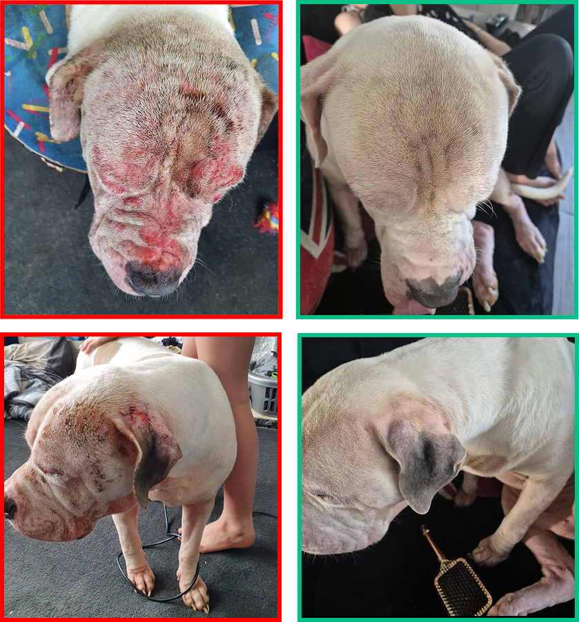 Dog transformation showing improvement