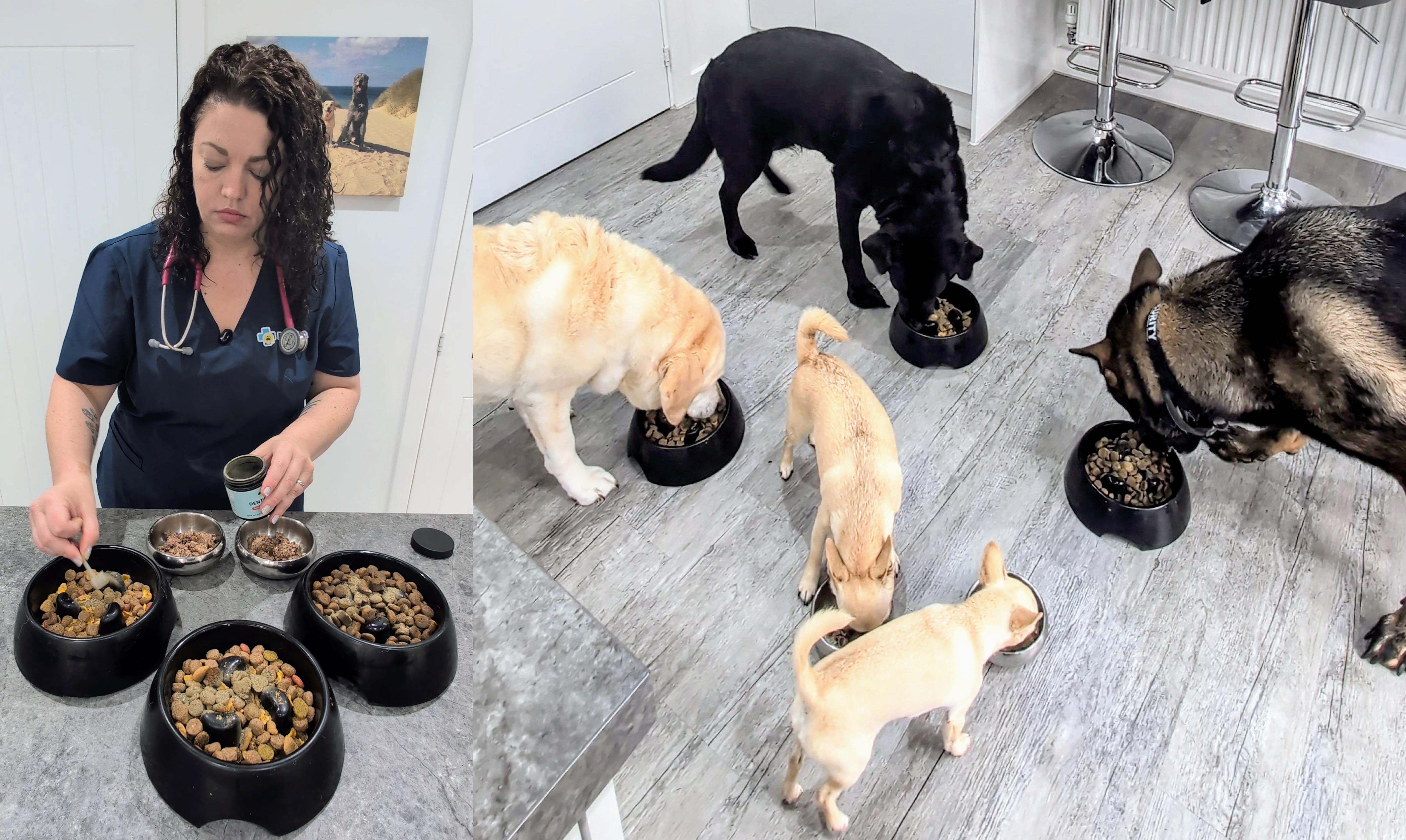 Person preparing dog food; four dogs eating from bowls on the floor.