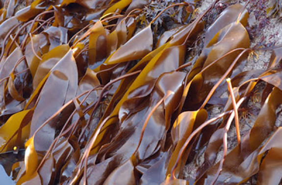 Close-up of brown seaweed on a rocky surface.