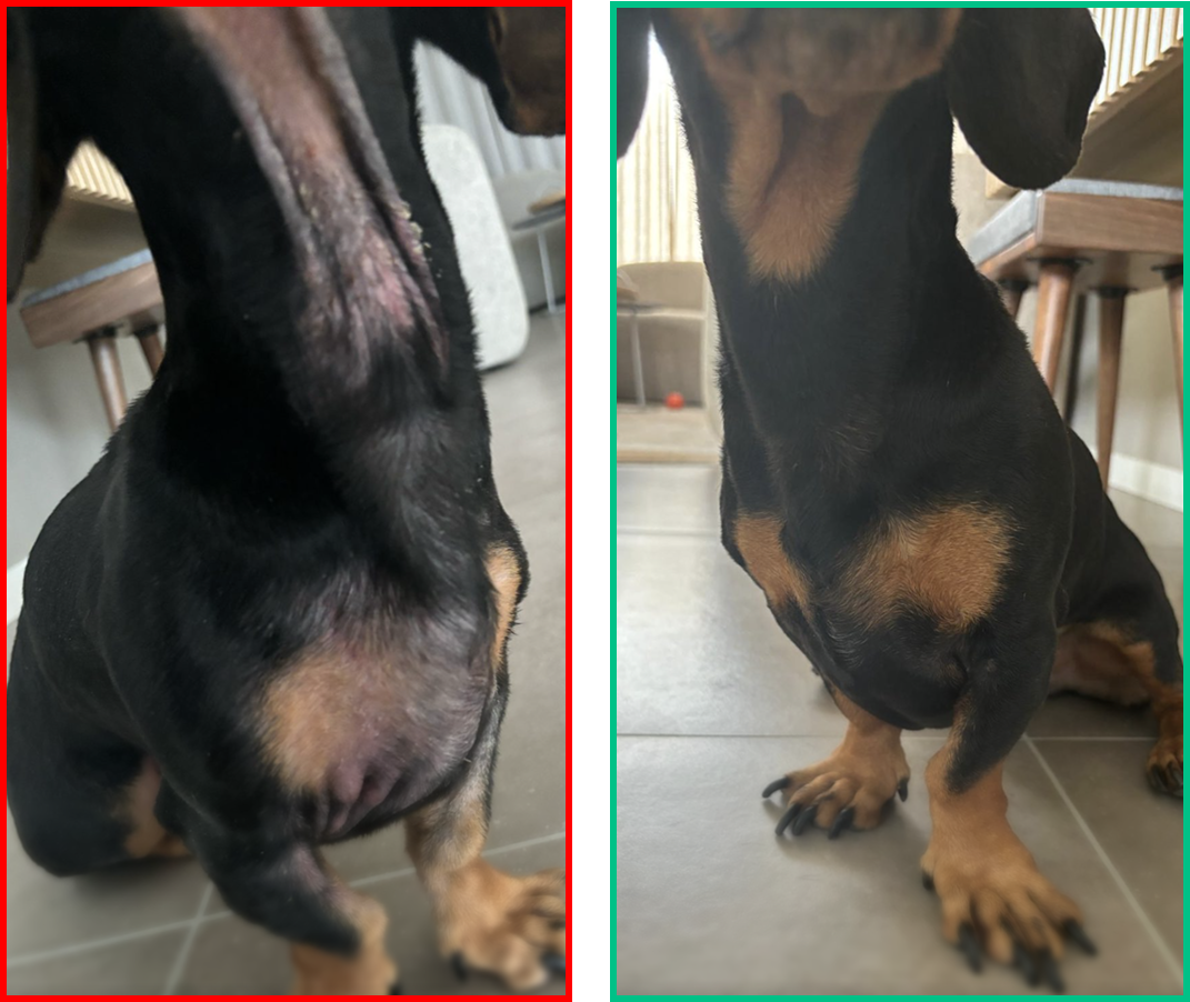 Dog transformation showing improvement