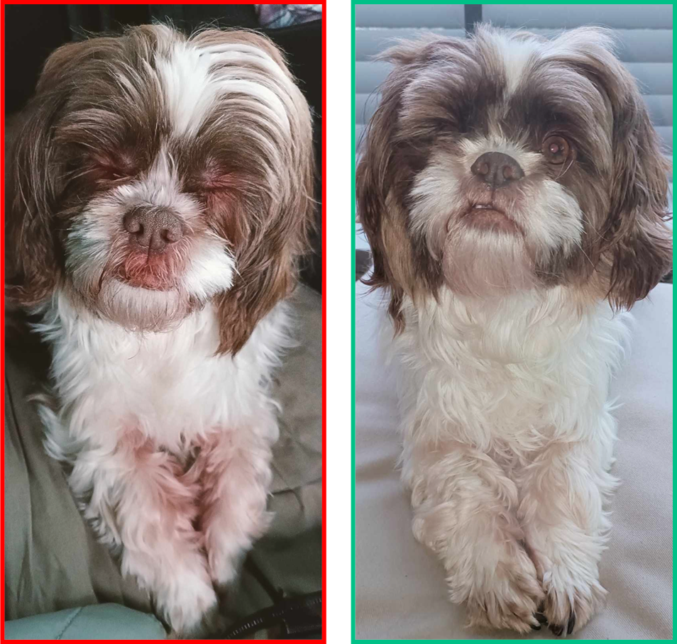 Dog before and after transformation