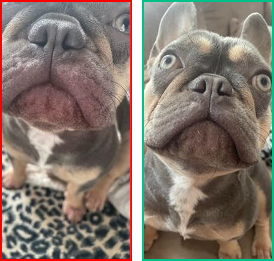 Dog transformation showing improvement