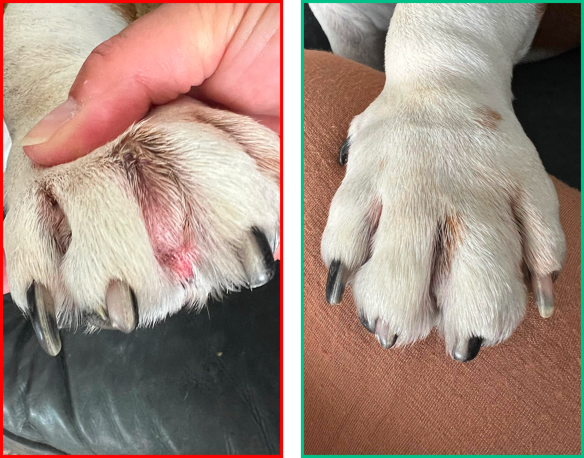 Dog transformation showing improvement