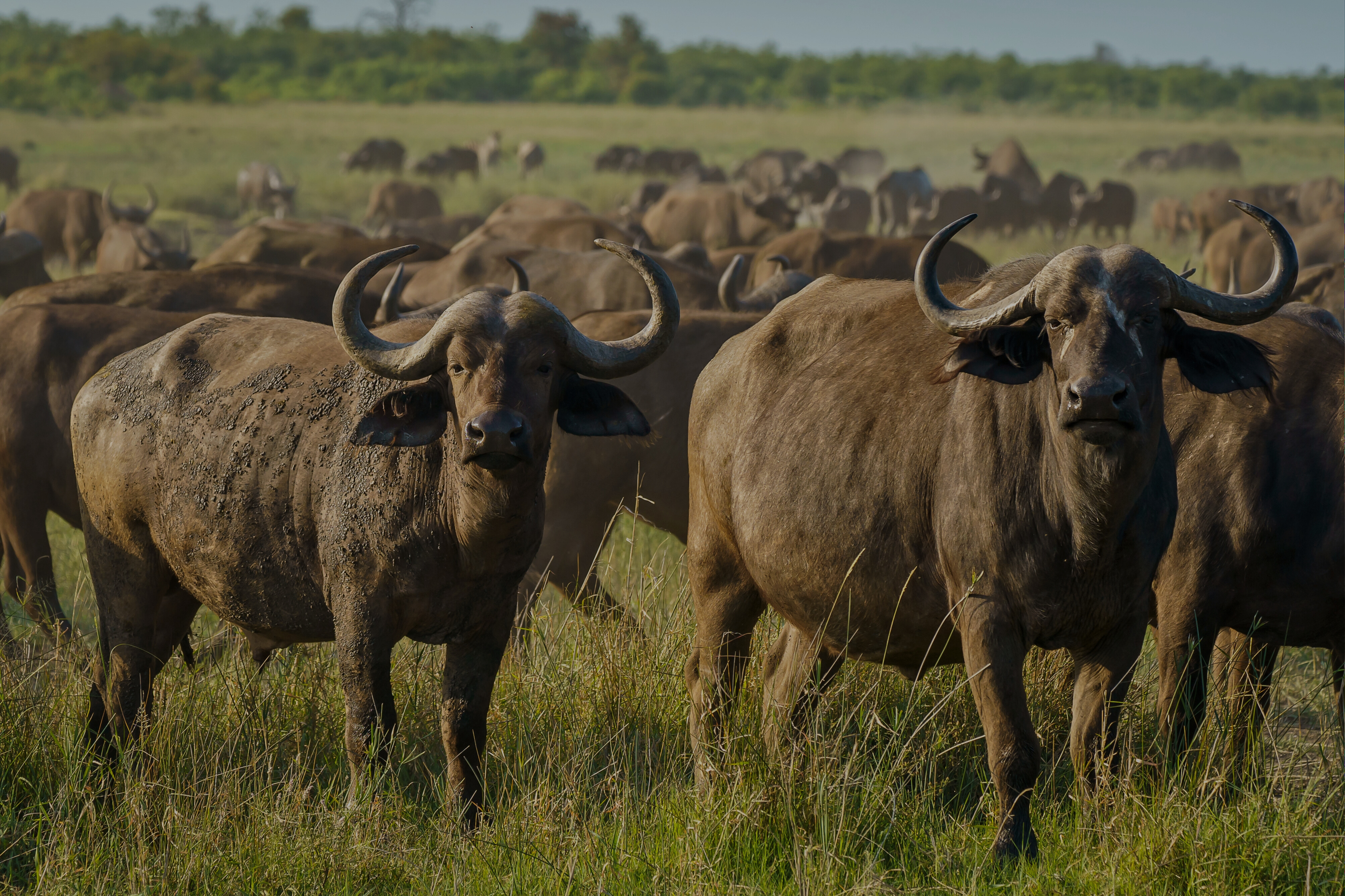 Herd of buffalo grazing in a grassy field.
