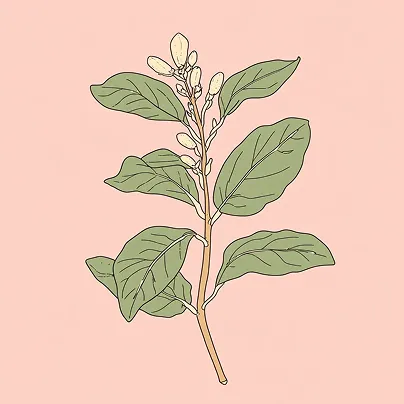 A simple illustration of a plant stalk with green leaves and white buds on a pink background.