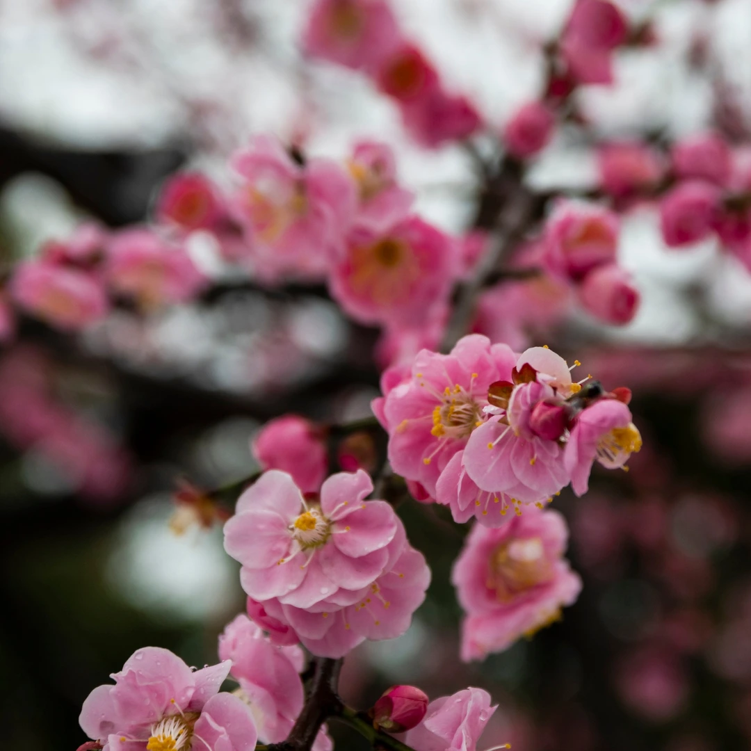 A close-up shot of pink plum blossoms with yellow stamens on a branch, covered in water droplets.