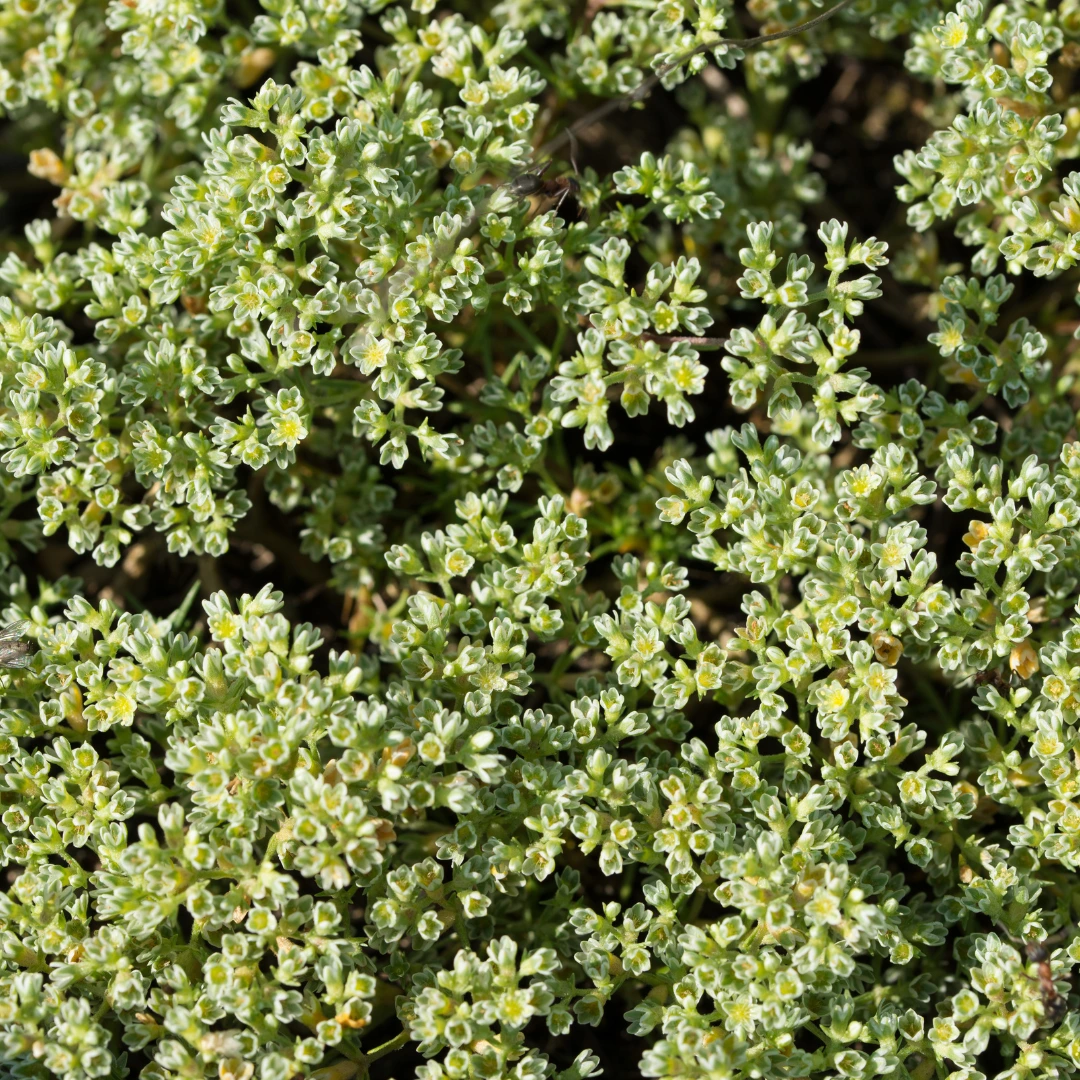 A dense ground cover of tiny, light-green flowers with yellow centers.