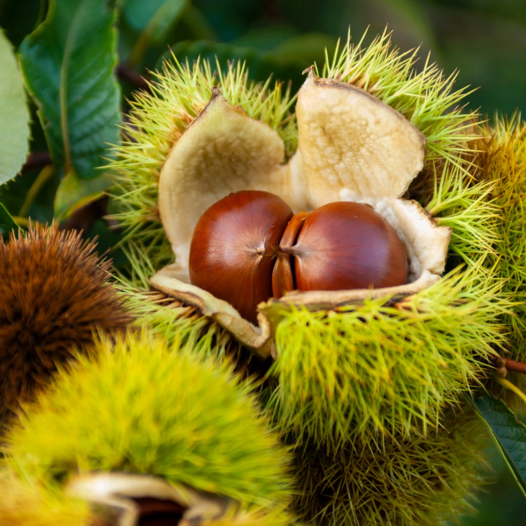 A close-up of a spiky green chestnut husk split open to reveal two shiny brown chestnuts inside.