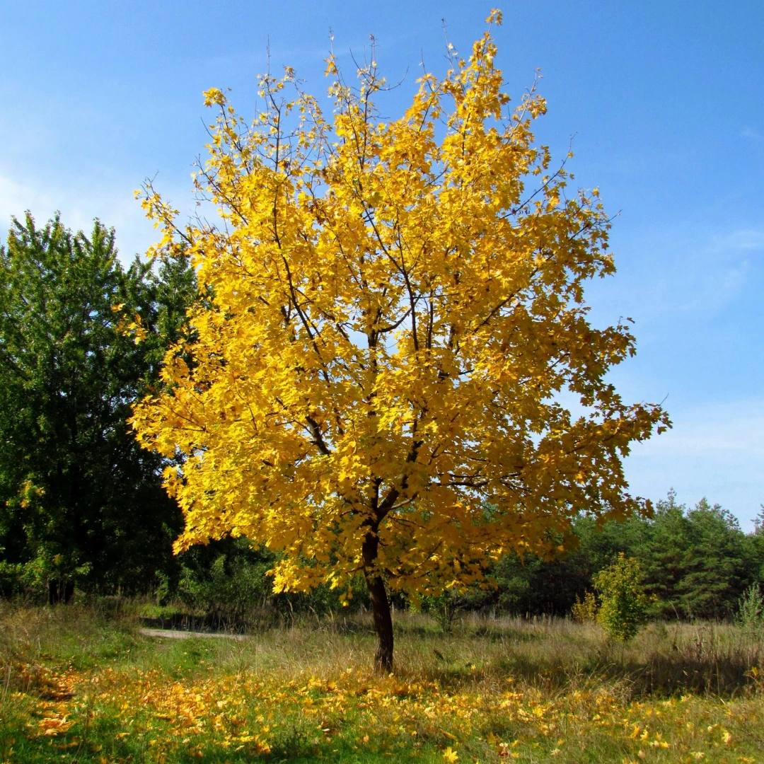 A single tree with vibrant yellow leaves stands in a grassy field under a clear blue sky.