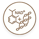 A circular icon with line drawings of chemical structures, including NAD+.