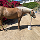 A light brown horse with a blonde mane wearing a blue halter, drinking from a white bucket outdoors.