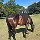 A brown horse grazing in a grassy field with trees in the background under a blue sky.