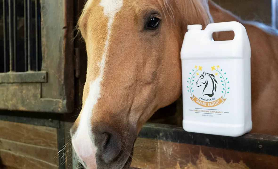 A close-up of a horse's head next to a jug of Smart Earth Camelina Oil supplement.