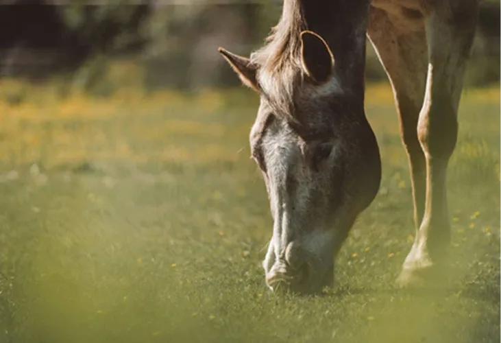 A close-up of a grey horse with its head down, grazing in a sunny green field.