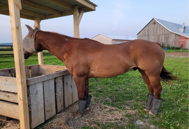 A brown horse wearing a fly mask and boots on its hind legs eats from a wooden trough.