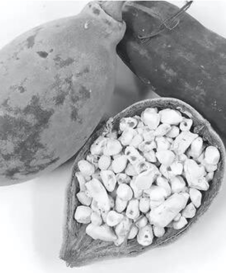 Two large pods and a split pod with seeds inside.