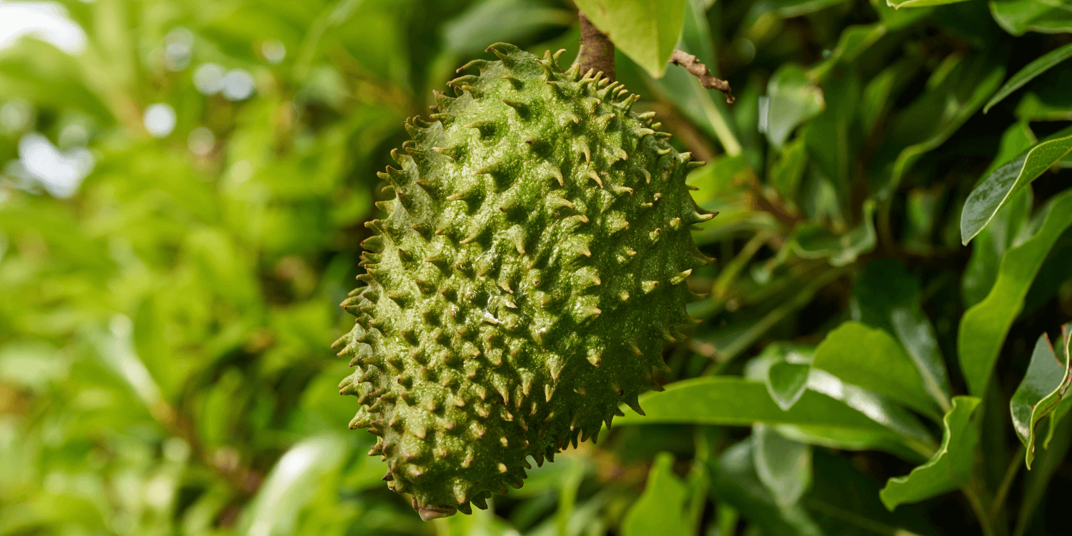 Close-up of a spiky green fruit hanging from a tree.