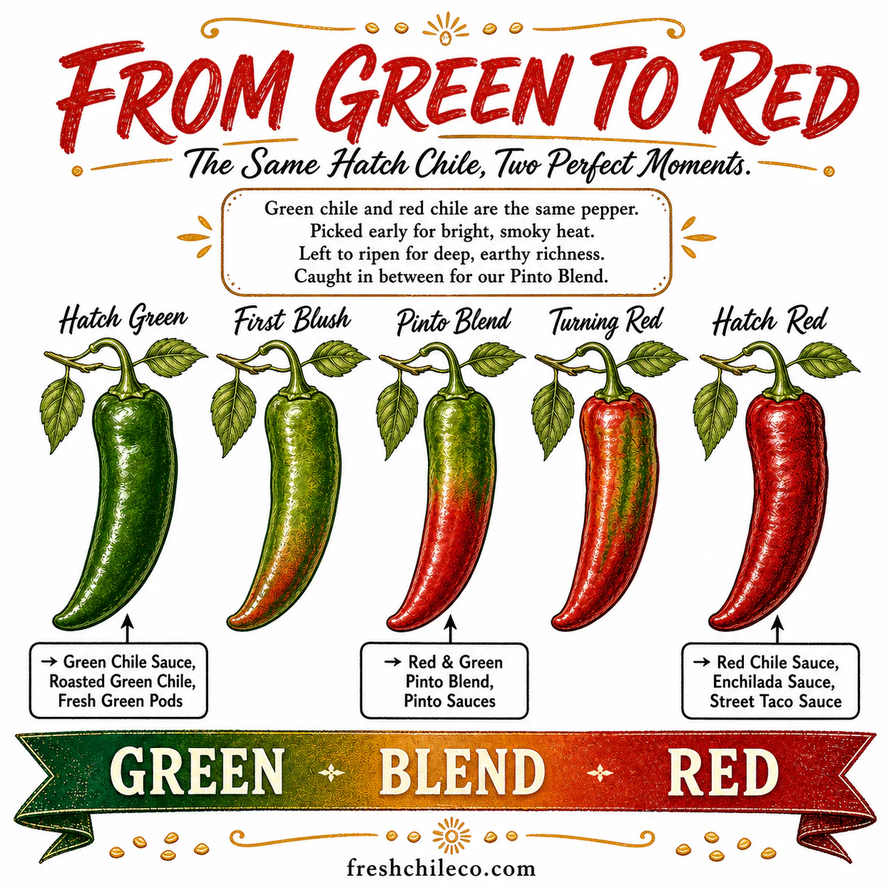 An infographic showing the ripening stages of a Hatch chile pepper from green to red.