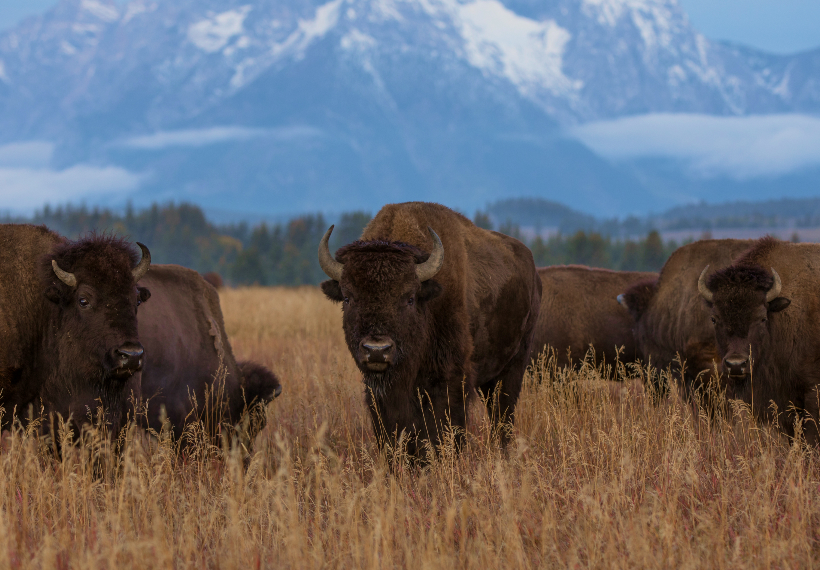Bison standing in a field with mountains in the background.