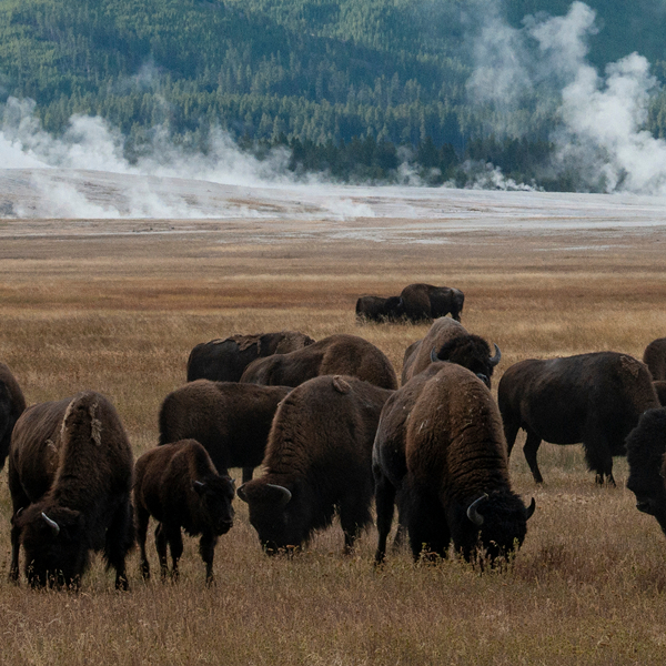 Herd of bison grazing in a grassy field with steam rising in the background.