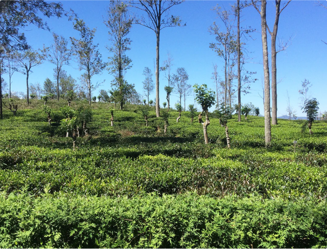 Lush green tea plantation with scattered trees under a clear blue sky.