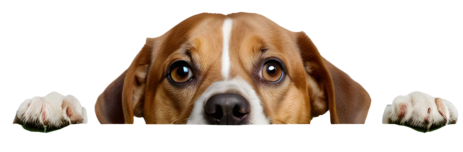 Dog peeking over a surface with paws visible.