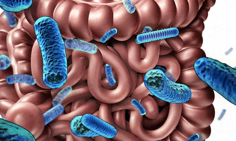 Illustration of blue bacteria inside human intestines.