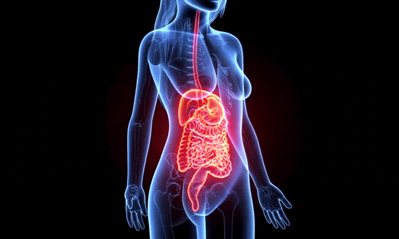 Illustration of a female body with highlighted digestive system.