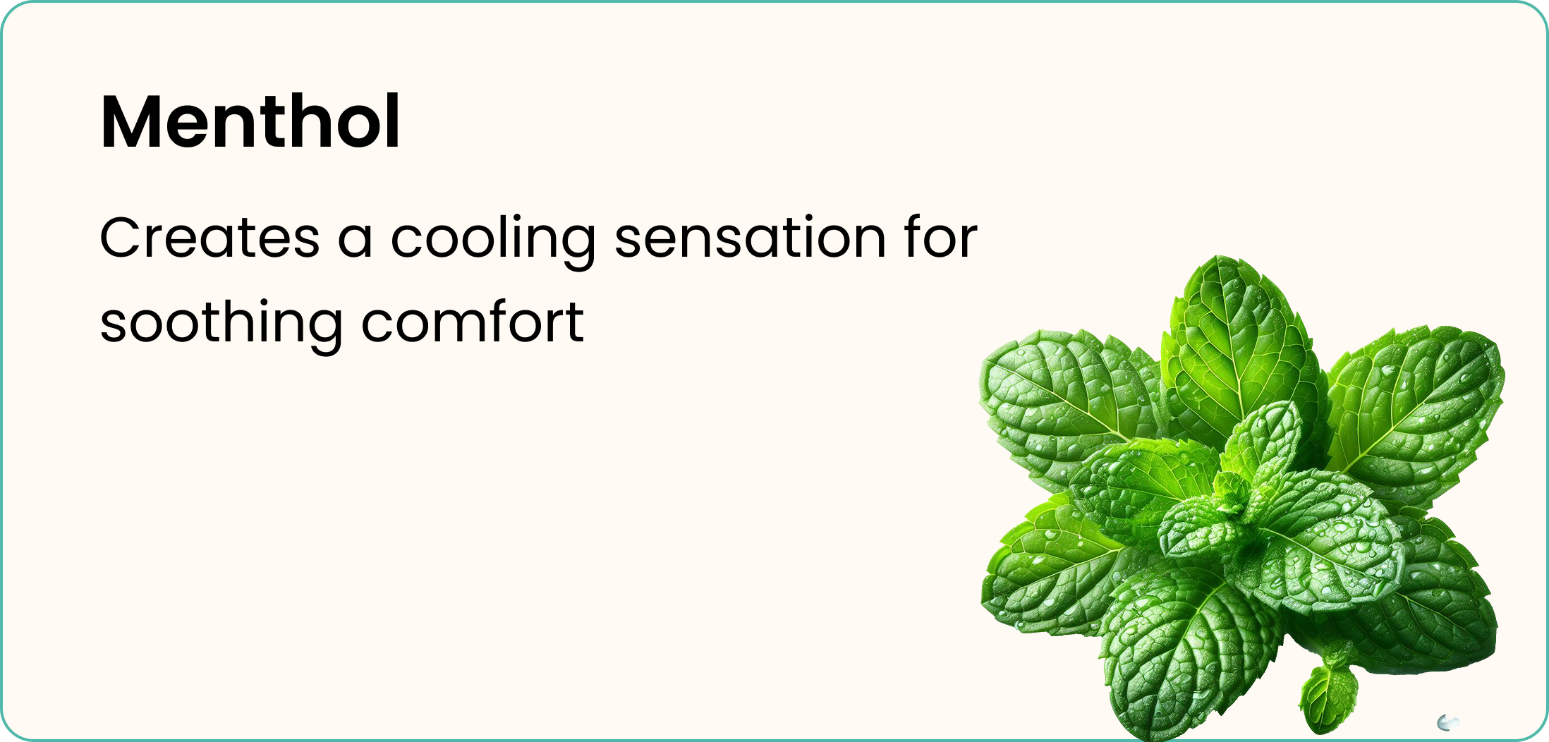 A sprig of fresh mint leaves next to text describing the cooling sensation of menthol.